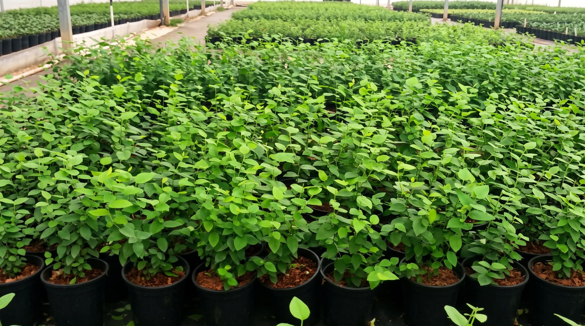 Blueberry plants in pots at HortBio’s nursery facility