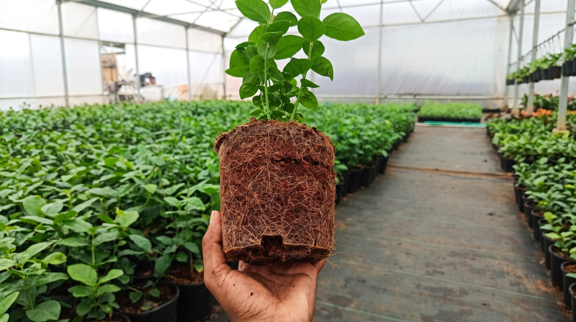 Young blueberry plant with healthy coir roots at HortBio’s nursery