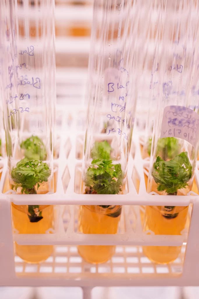 Plant tissue culture at HortBio