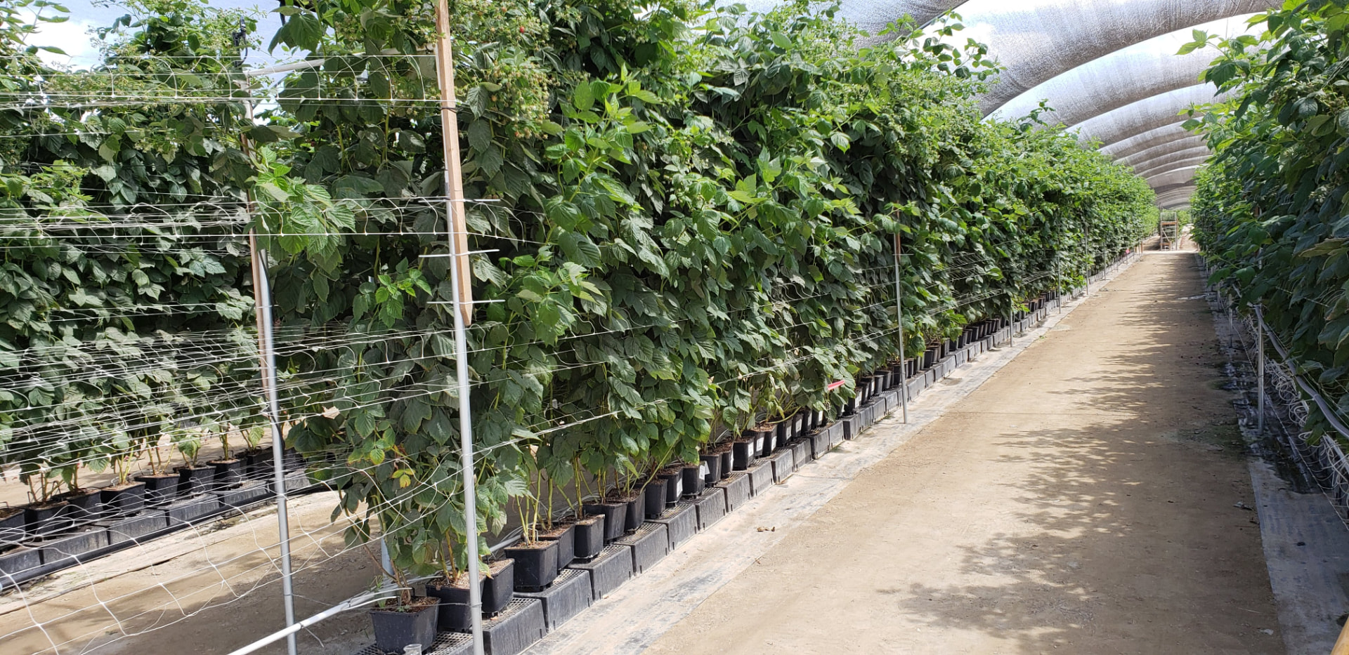 Raspberry plants fruiting in HortBio’s protected cultivation tunnel