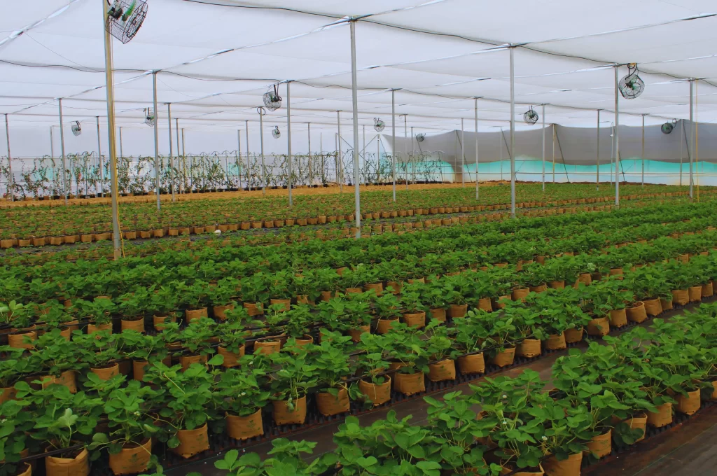 Young plants at HortBio’s growing facility